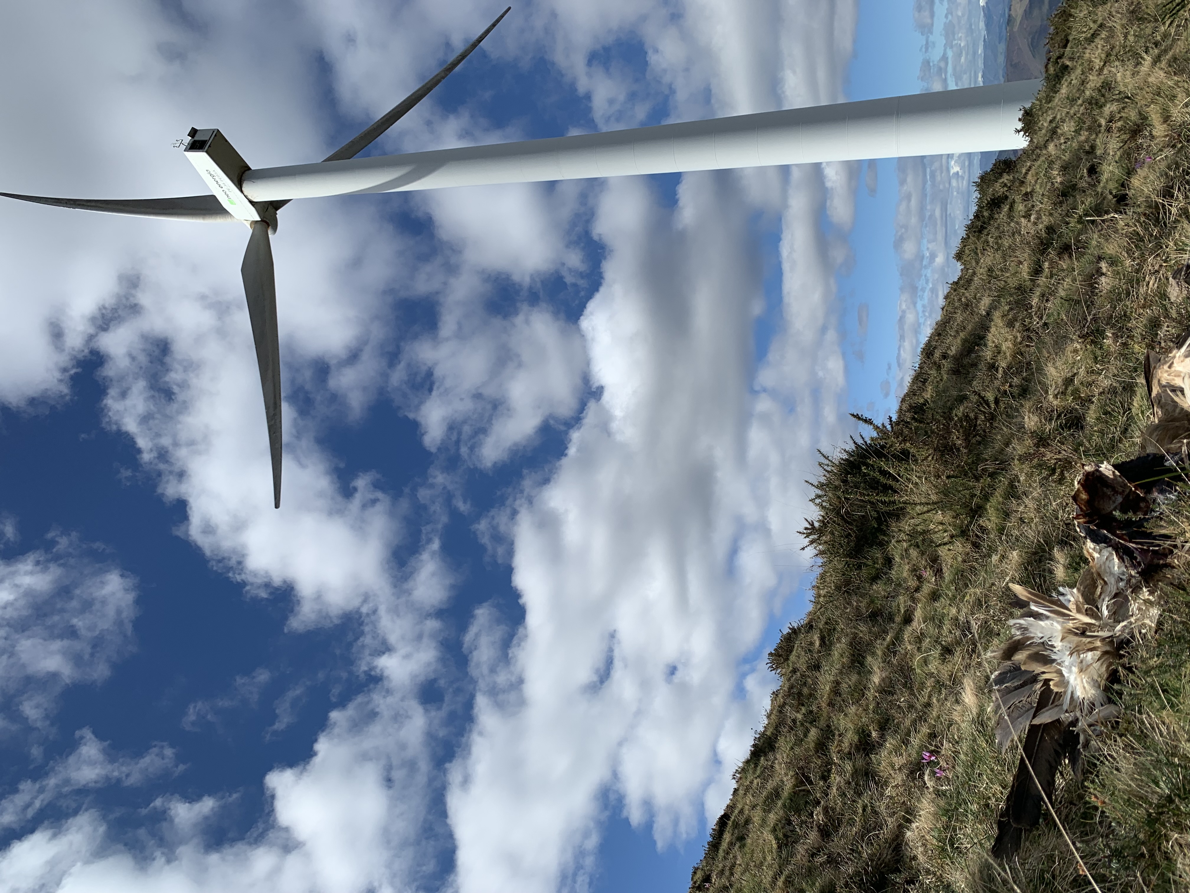 Un buitre muere tras colisionar con un aerogenerador. Foto: Elena Bravo.