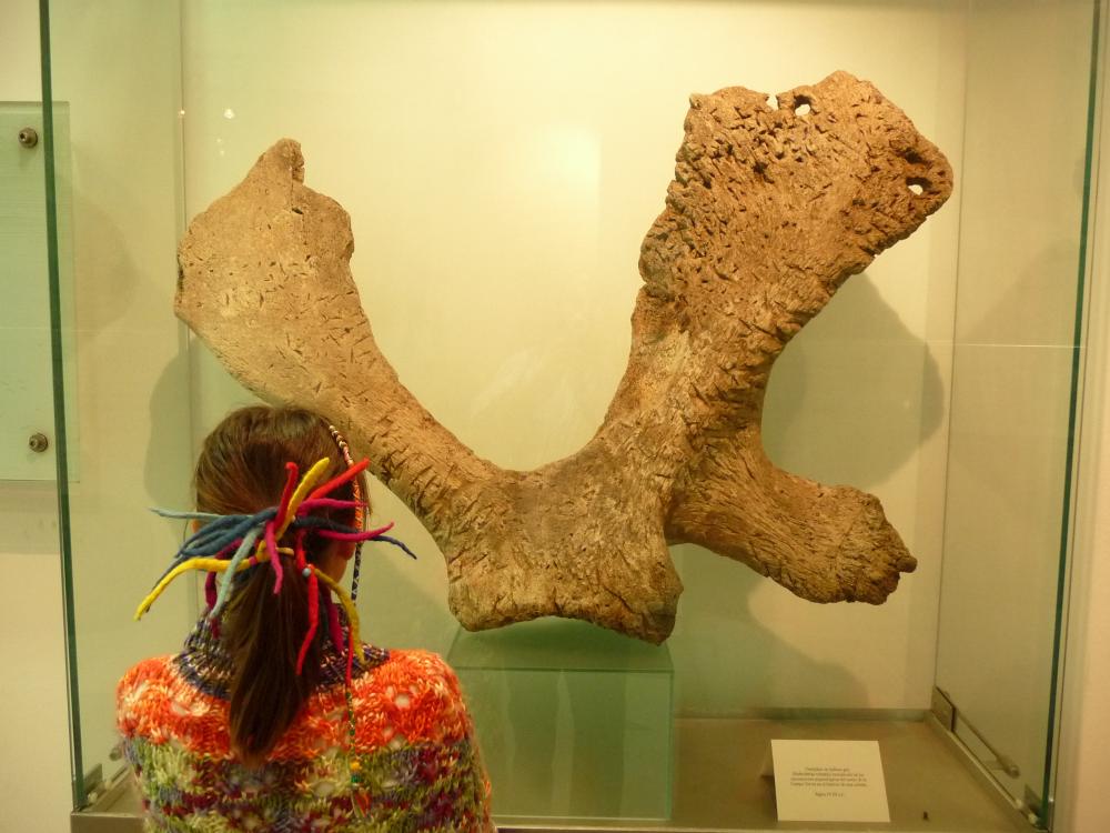 Escápula ballena gris