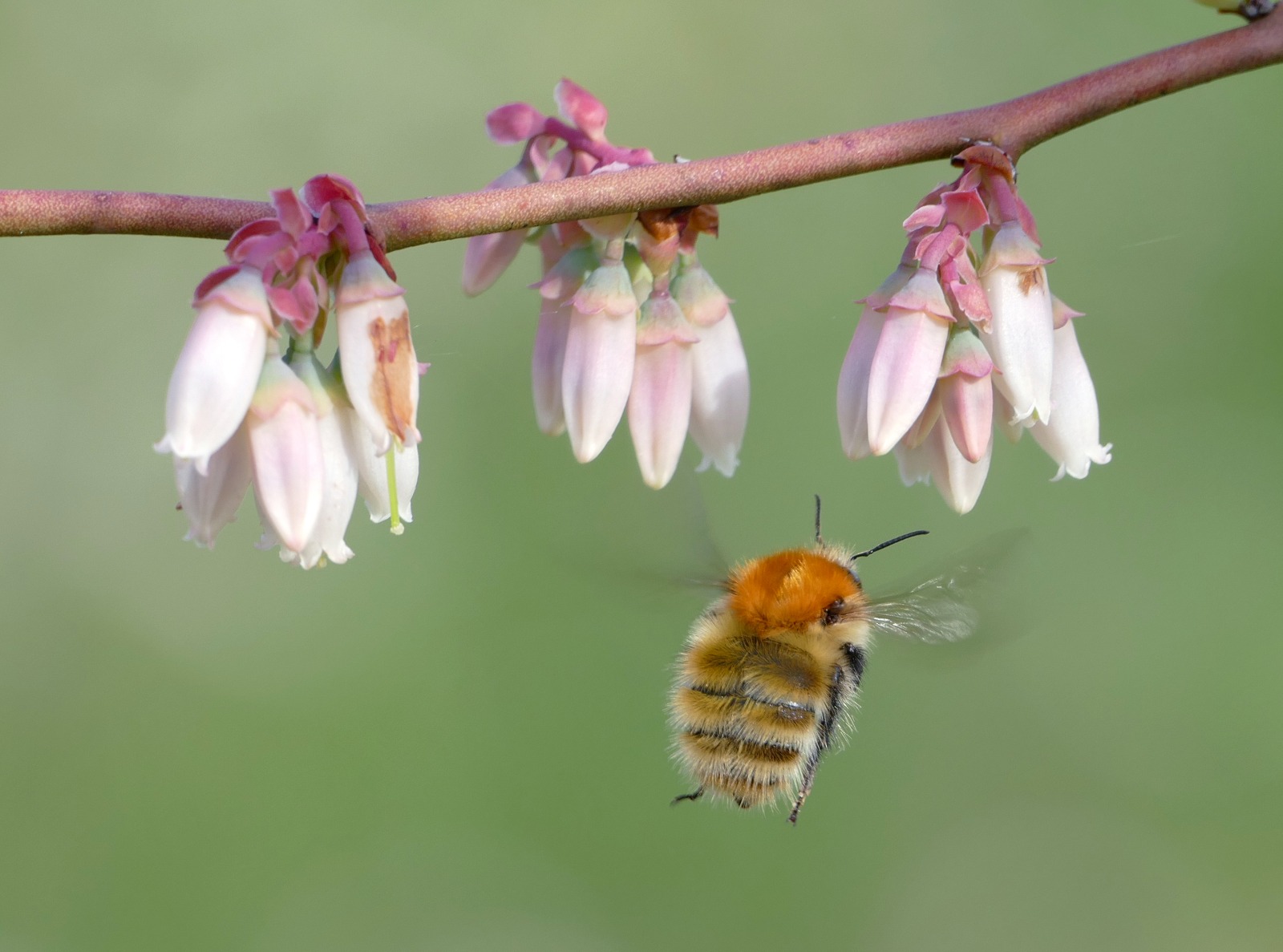 Imagen - Los pesticidas son tan importantes como la pérdida de hábitats en el declive global de las abejas silvestres en los cultivos