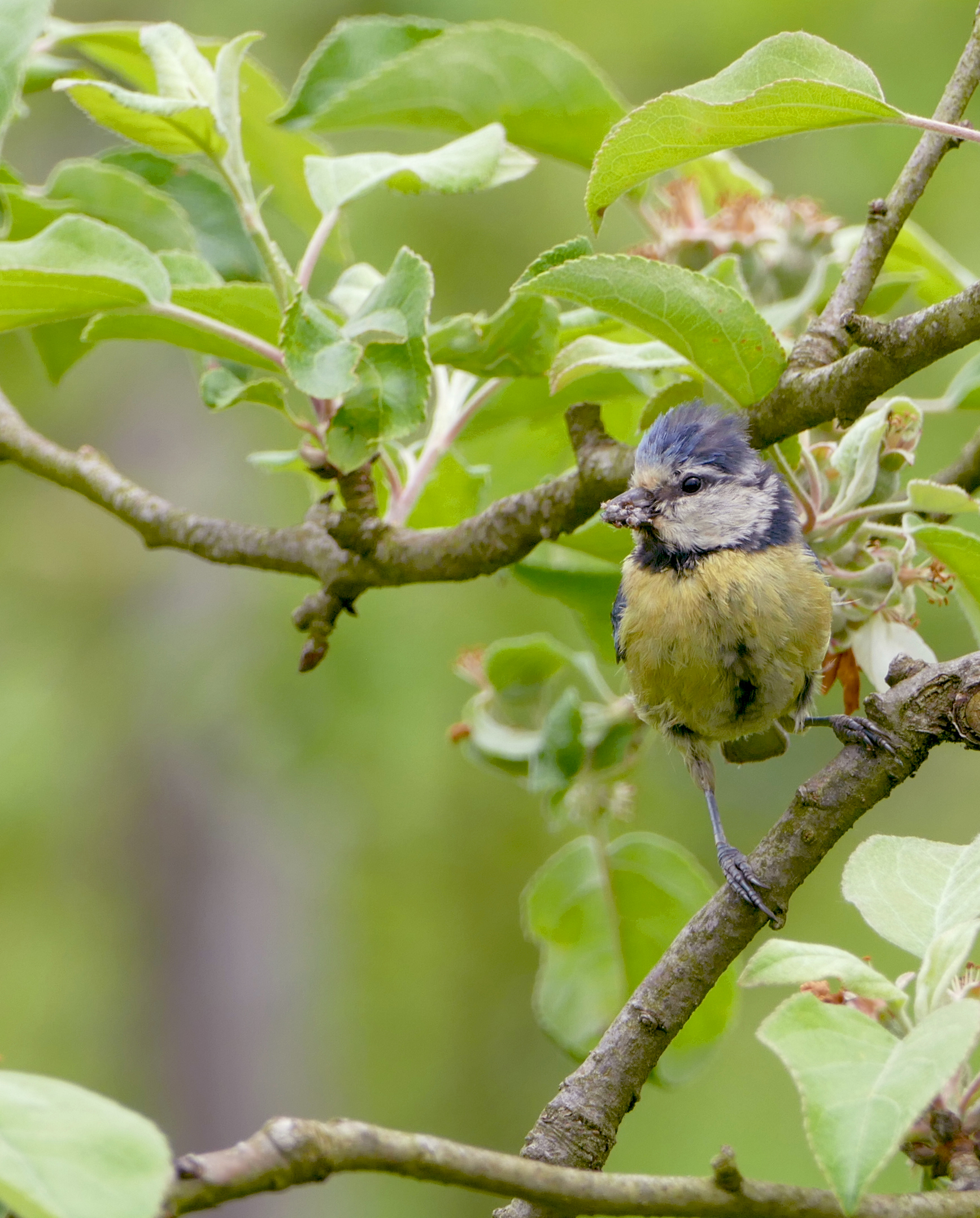 Pájaro herrerillo pulgón