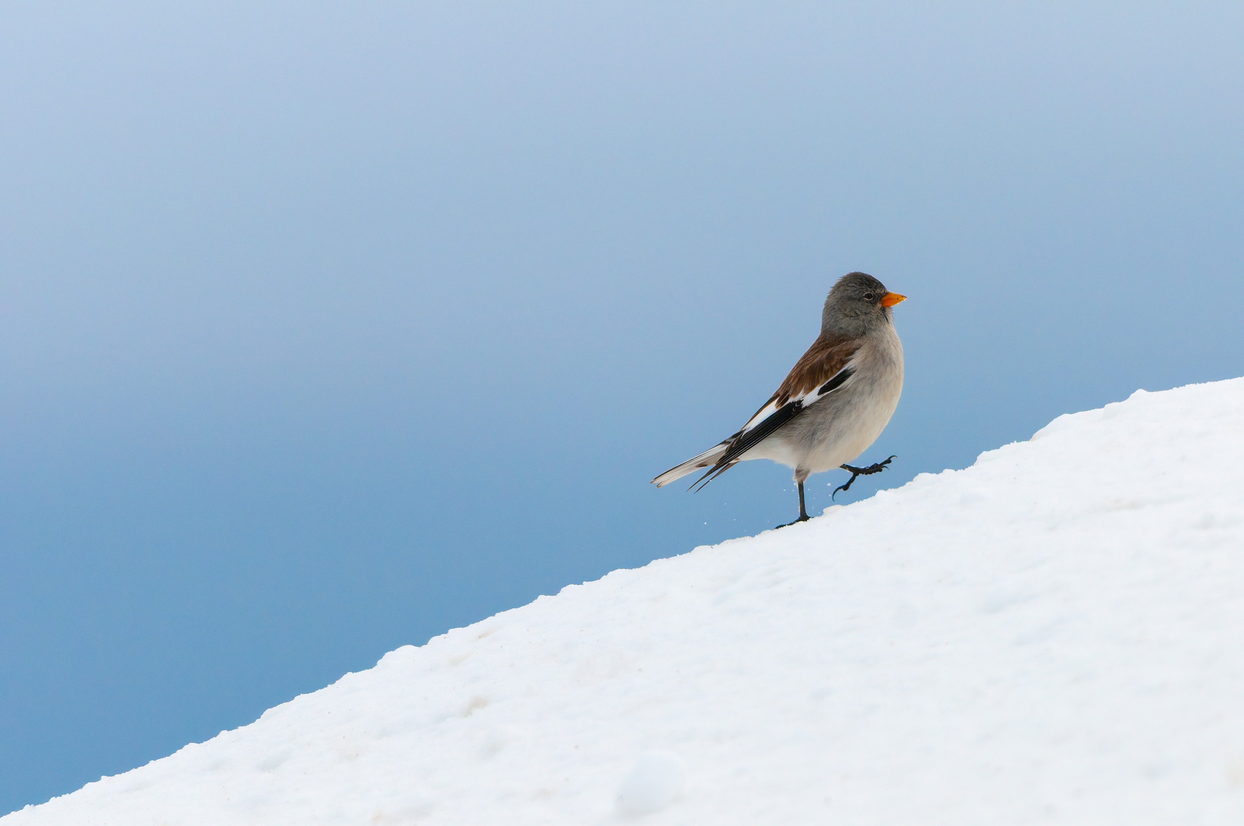 Gorrión alpino (Montifringilla nivalis), especie de alta montaña cuyas poblaciones se encuentran en un alarmante descenso en la Cordillera Cantábrica y Pirineos. Foto: Matteo Cargasacchi