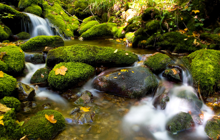 Bosque de Muniellos